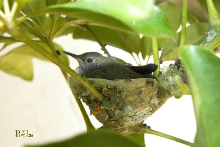 Hummingbird Migration