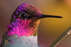 Is Seeing A Hummingbird Good Luck: No, 7 Cultures!