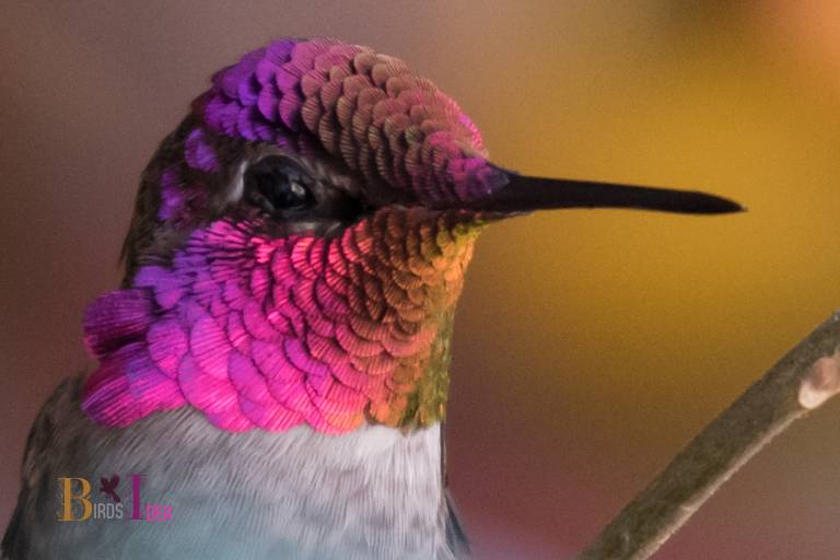 Is Seeing A Hummingbird Good Luck