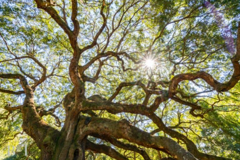 Oak trees