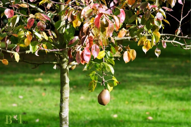 Pear trees