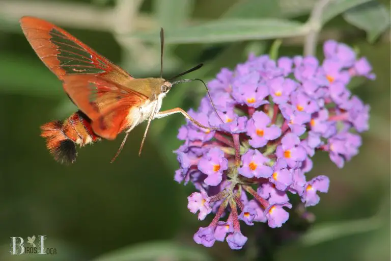 Physical Features of Hummingbird Moths