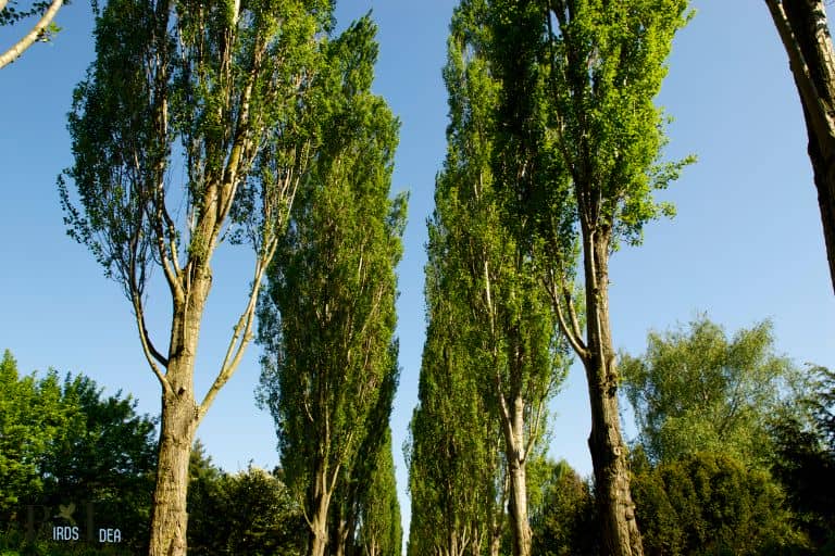 Poplar trees