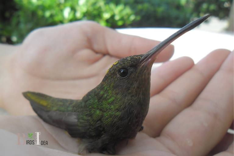 What Are Some Other Ways to Attract Hummingbirds