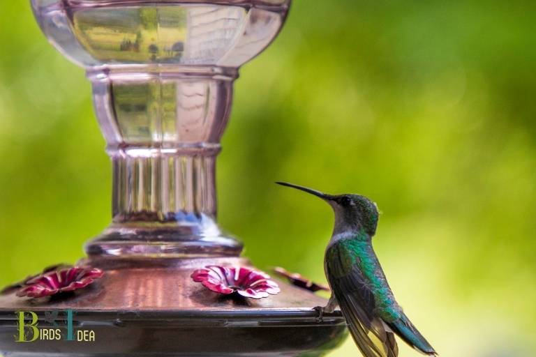 What Are The Benefits of Keeping Hummingbirds Away From Your Property