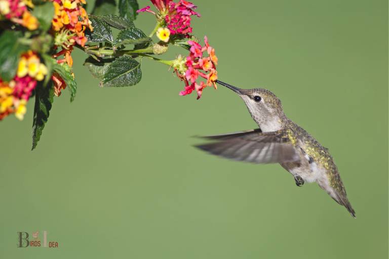 What Are The Benefits of Planting Hummingbird Friendly Flowers
