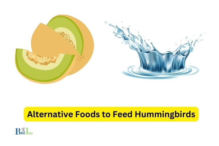 What Are The Best Sources of Alternative Foods to Feed Hummingbirds