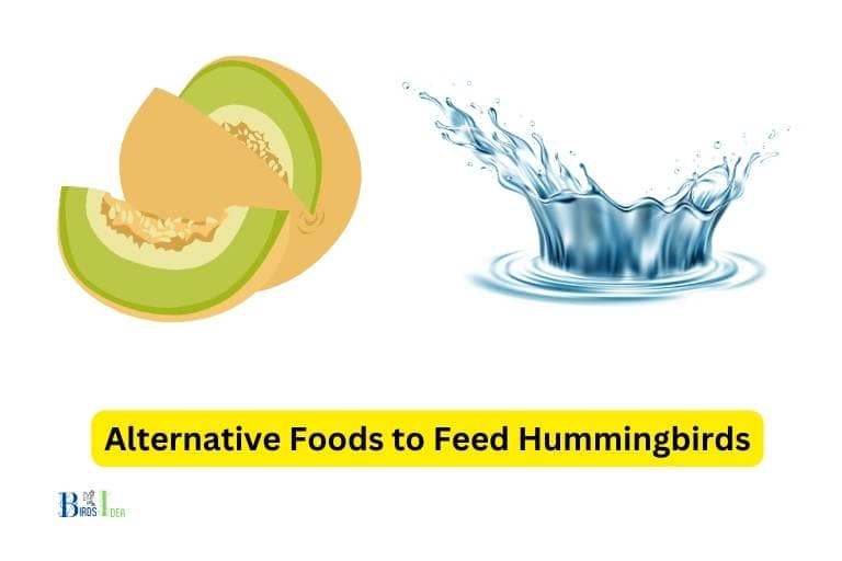 What Are The Best Sources of Alternative Foods to Feed Hummingbirds