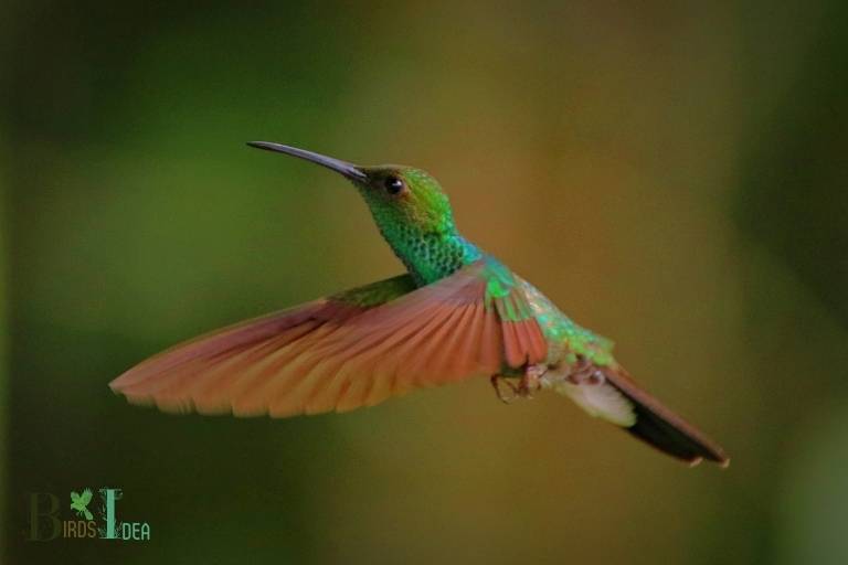 What Are The Common Causes of Hummingbird Fear