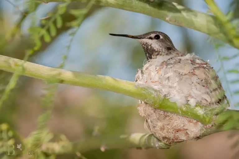 What Are the Benefits of Nesting in Trees