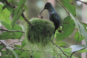 What Type of Trees Do Hummingbirds Nest In: Shrubs!