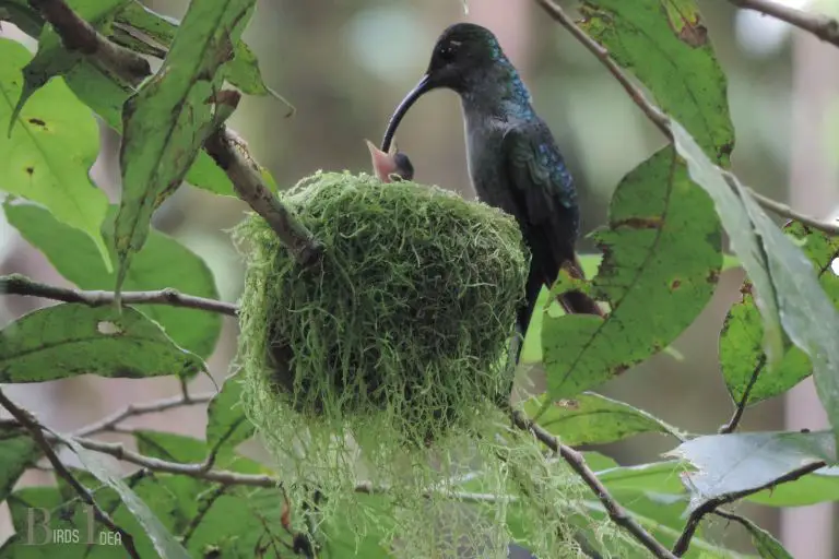 What Are the Challenges of Nesting in Trees