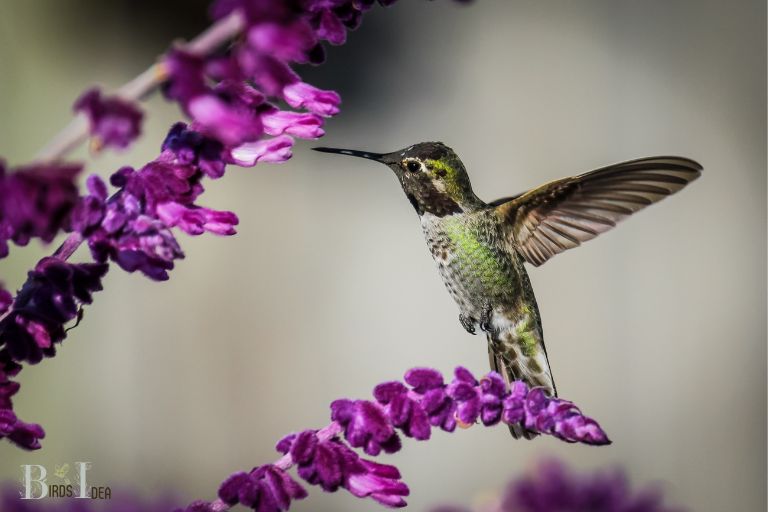 What Are the Common Species of Hummingbirds