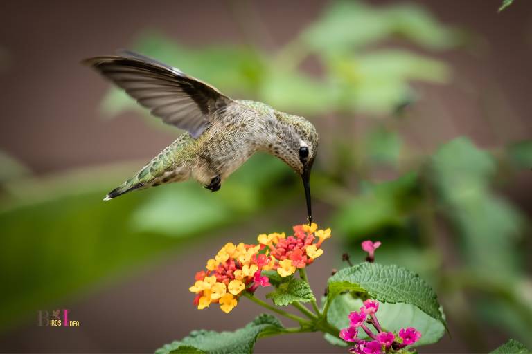 What Attracts A Hummingbird? Nectar And Feeders