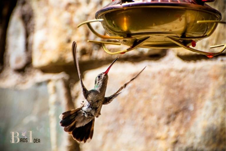 What Can I Feed Hummingbirds Besides Sugar Water