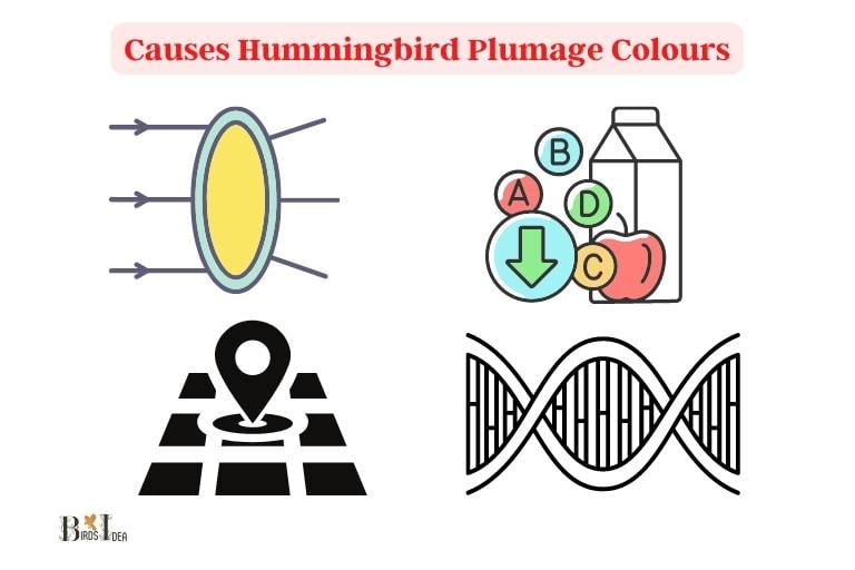 What Causes Hummingbird Plumage Colours