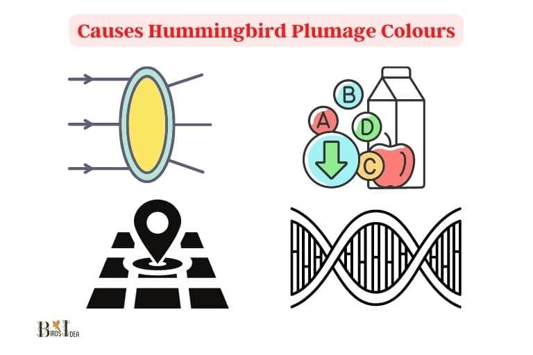 What Causes Hummingbird Plumage Colours