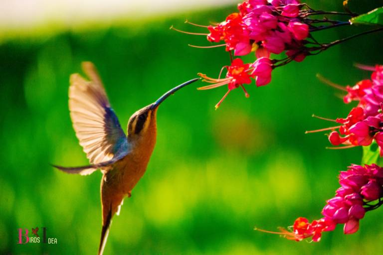What Color Flowers Do Hummingbirds Prefer