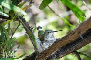 What Do Hummingbird Nests Look Like: Size & Shape