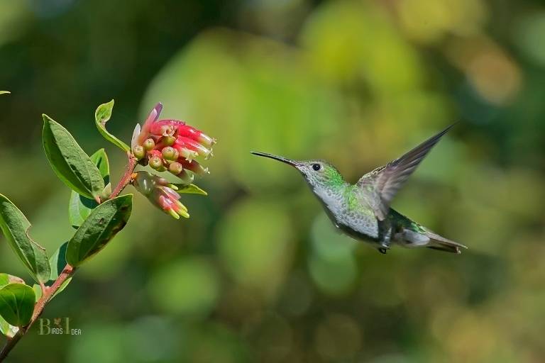 What Do Hummingbirds Eat