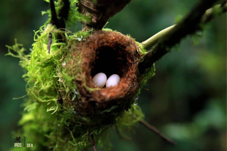 What Do Hummingbirds Nest In