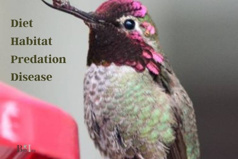 What Factors Influence Hummingbird Lifespans