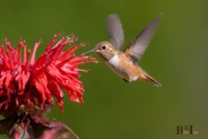 What Flowers Do Hummingbirds Like?