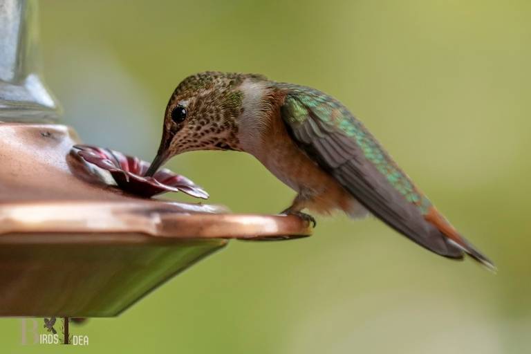 What Hummingbirds Eat In Captivity