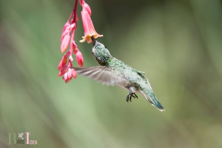 What Hummingbirds Eat In Nature