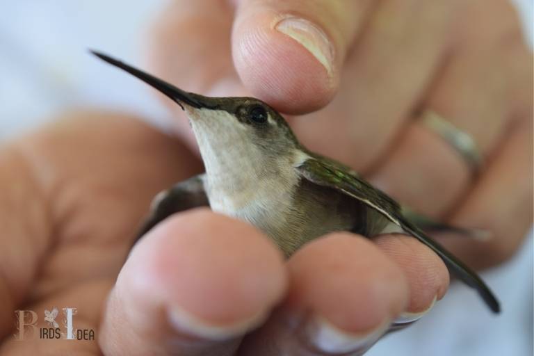 What Is The Best Way to Calm a Frightened Hummingbird