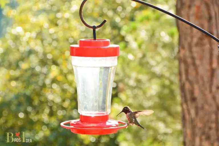 What Is a Hummingbird Feeder