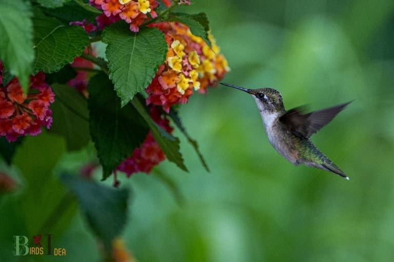 What Kinds of Food Do Hummingbirds Prefer
