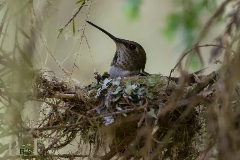 What Materials Are Used to Build Hummingbird Nests