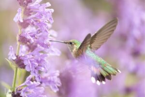 What Type of Ecosystem Do Hummingbirds Live In