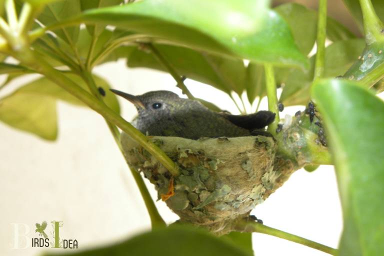 Where Do Hummingbirds Build Their Nests