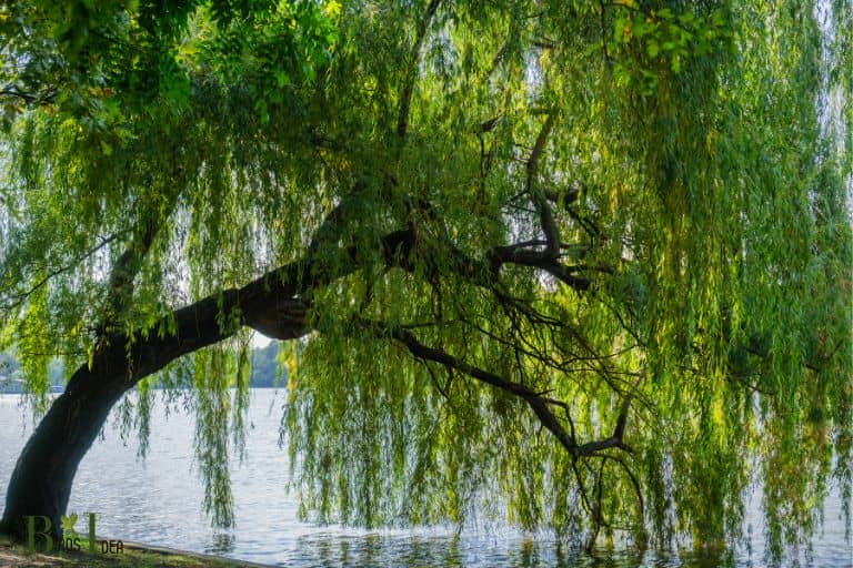 Willow trees