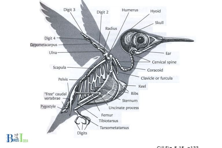 Anatomy and Physiology of Hummingbirds