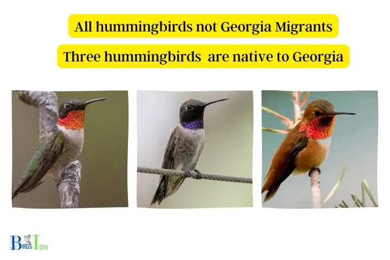 Are All Hummingbirds in Georgia Migrants