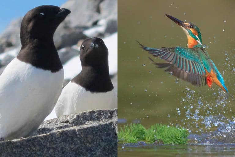 Are There Any Other Groups of Birds That Have Unique Names