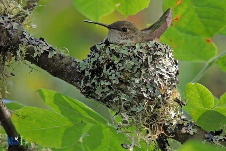 Are There Any Strategies Used by Hummingbirds to Defend Their Territories