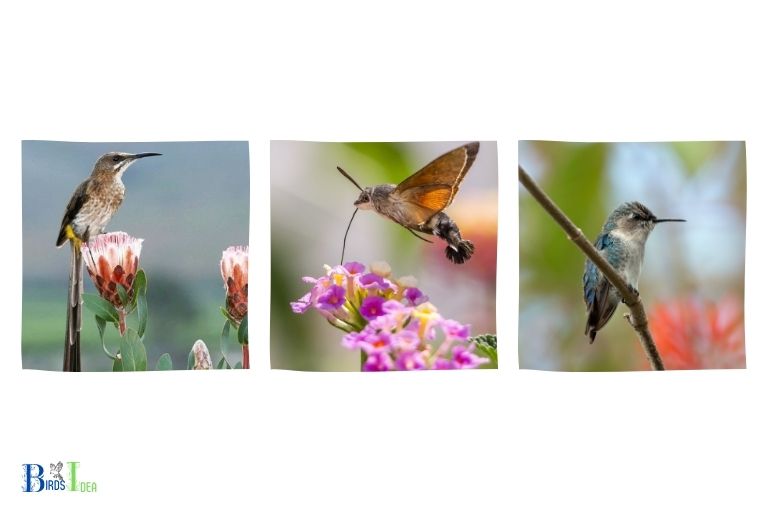 Common Names for Hummingbirds