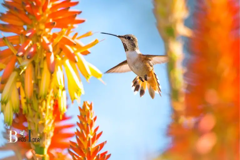 Conservation of California Hummingbirds