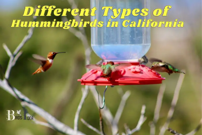 Different Types of Hummingbirds in California