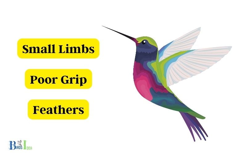 Disadvantages of Hummingbirds Physical Structure for Walking