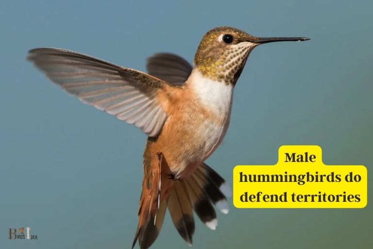 Do Male Hummingbirds Defend Territories