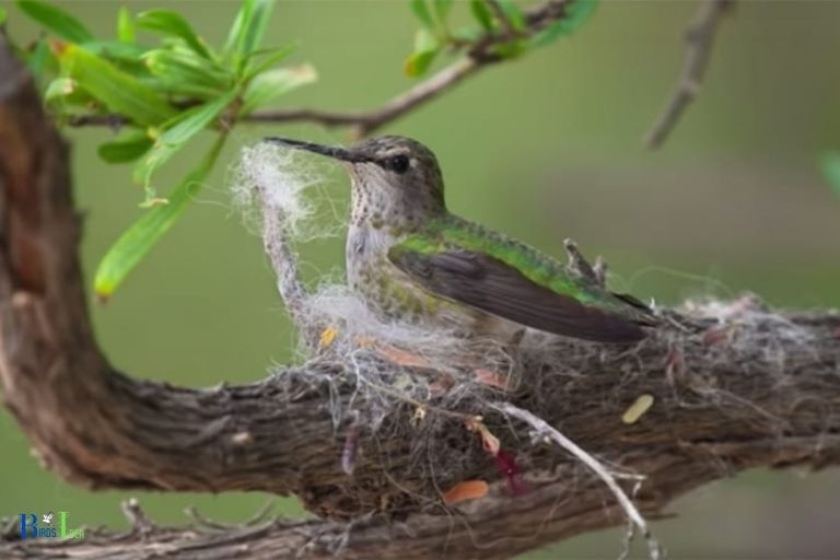 Does The Female Hummingbird Receive Help During The Nest Building and Egg Laying Process