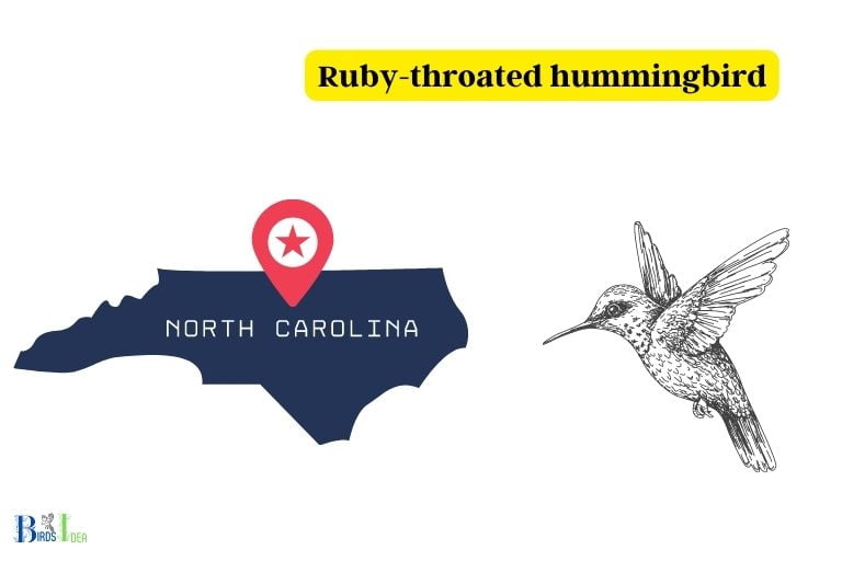 Facts about North Carolinas Hummingbirds