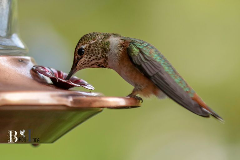 Feeding Habits of California Hummingbirds