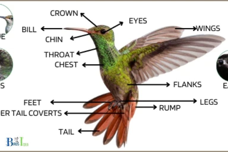 How Are Hummingbirds Feet Structured