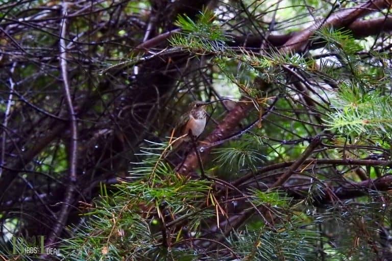 How Do I Know When There are Hummingbirds in My Area